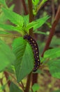 BLACK CATERPILLAR IN THE NATURE